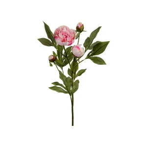 Pion snittblomma rosa 65 cm